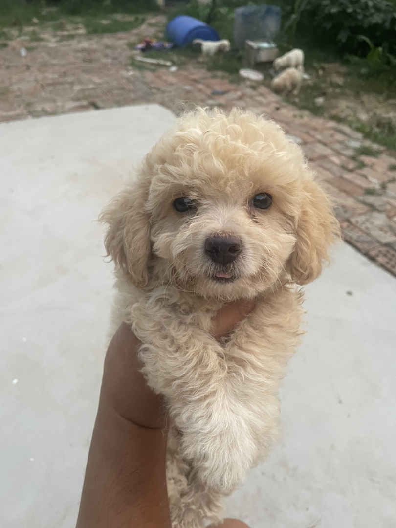 可爱泰迪幼犬，卷毛蓬松，乖巧伶俐，暖心陪伴好伙伴