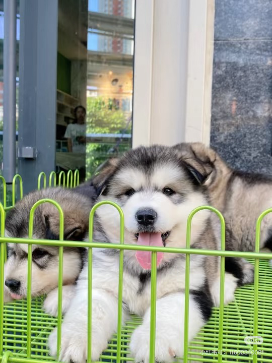 阿拉斯加雪橇犬幼犬，吐舌卖萌，颜值高超可爱