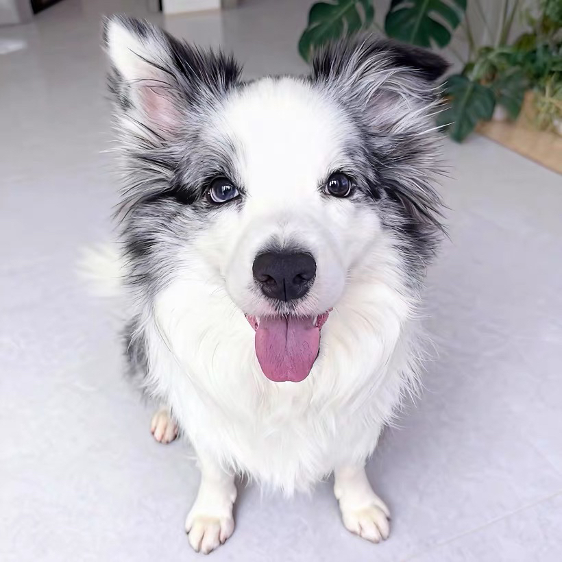 双血统边境牧羊犬❤️带证书芯片