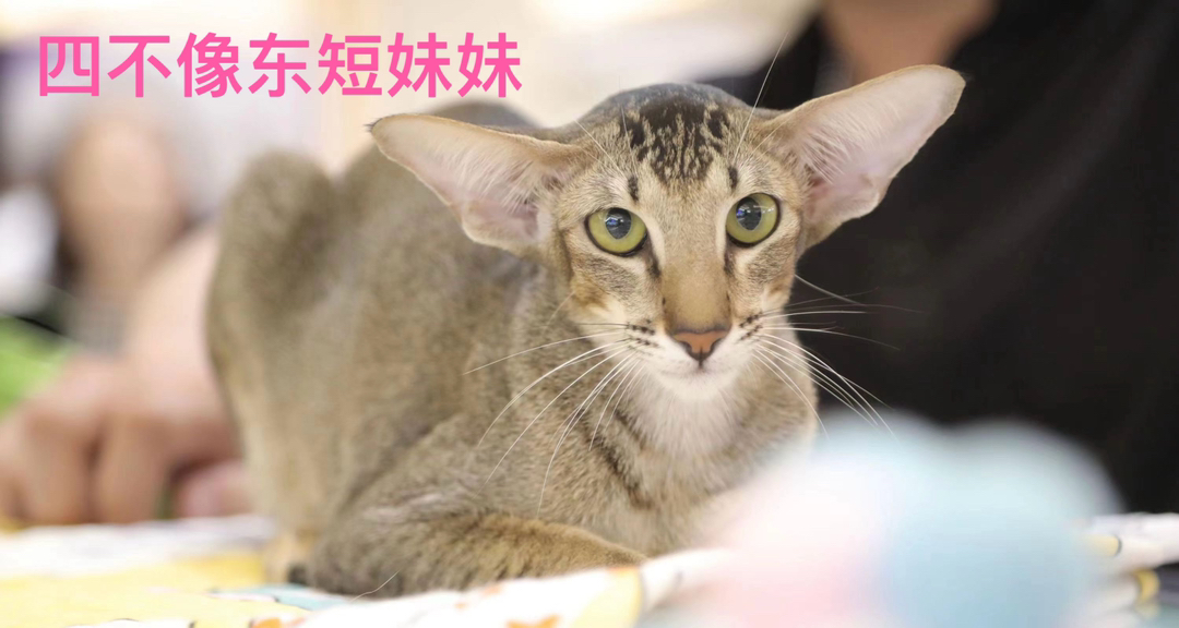 稀有东方短毛猫宝宝待领养！自带眼线的精灵系小猫太绝了