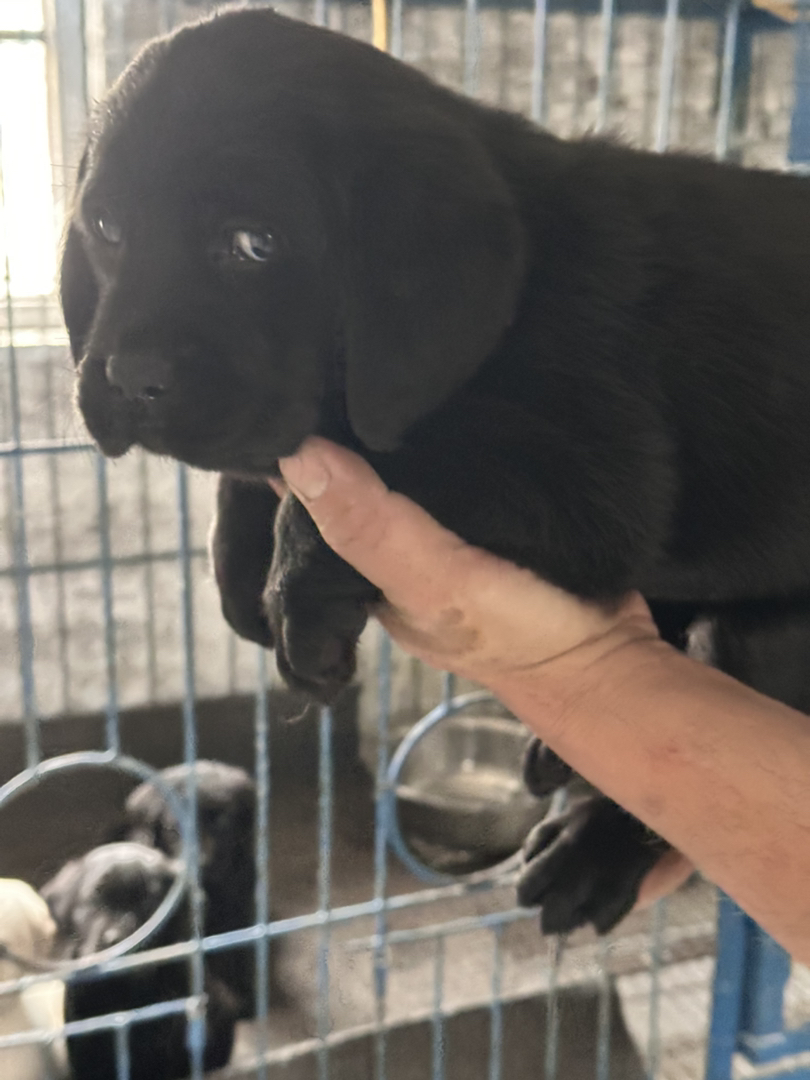 可爱黑拉拉幼犬，聪明温顺，颜值高，陪伴佳选