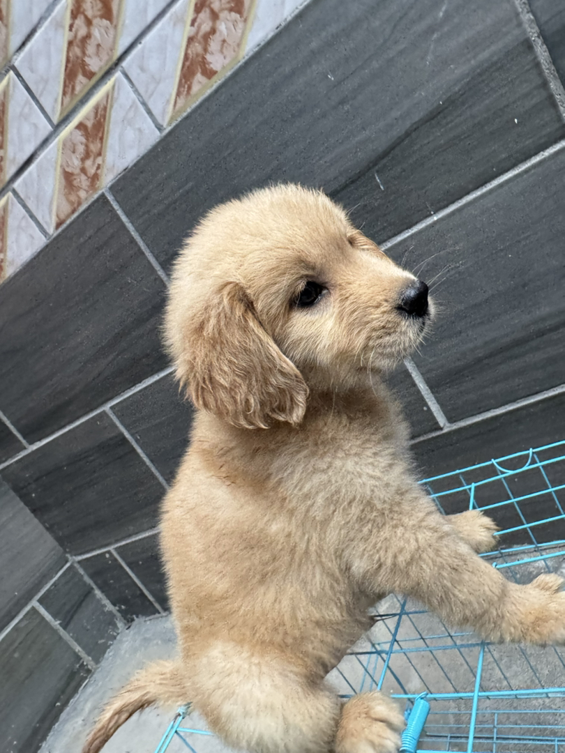 金毛幼犬，可爱乖巧，性格温顺，是绝佳的家庭陪伴宠物
