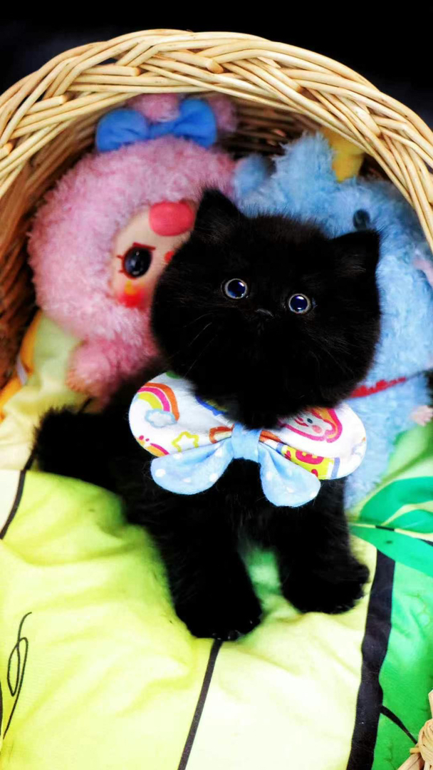 超级可爱小黑猫