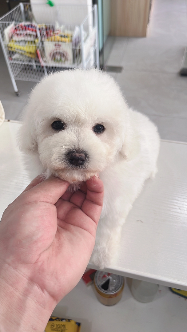 娃娃脸小比熊