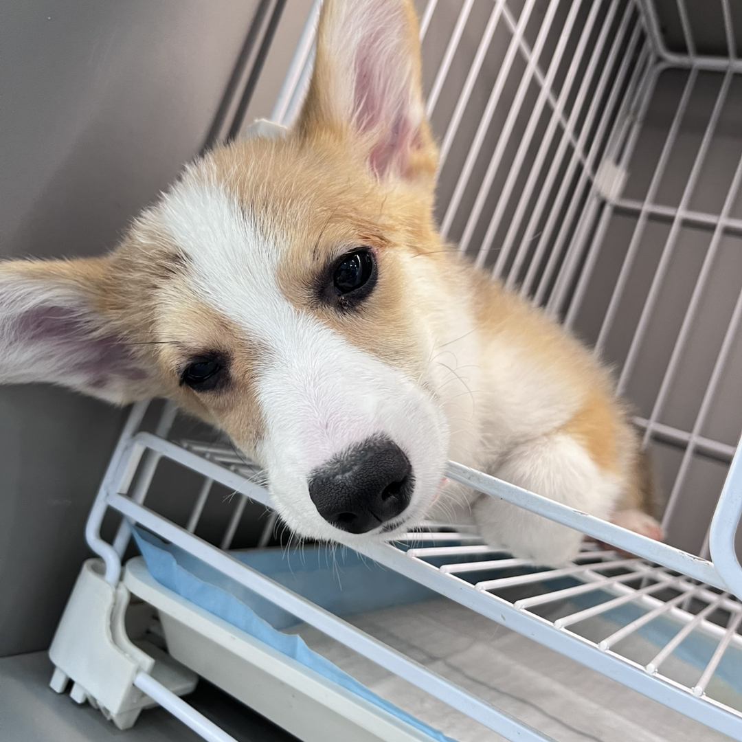 可爱柯基幼犬，短腿萌态，性格温和，宠物佳选