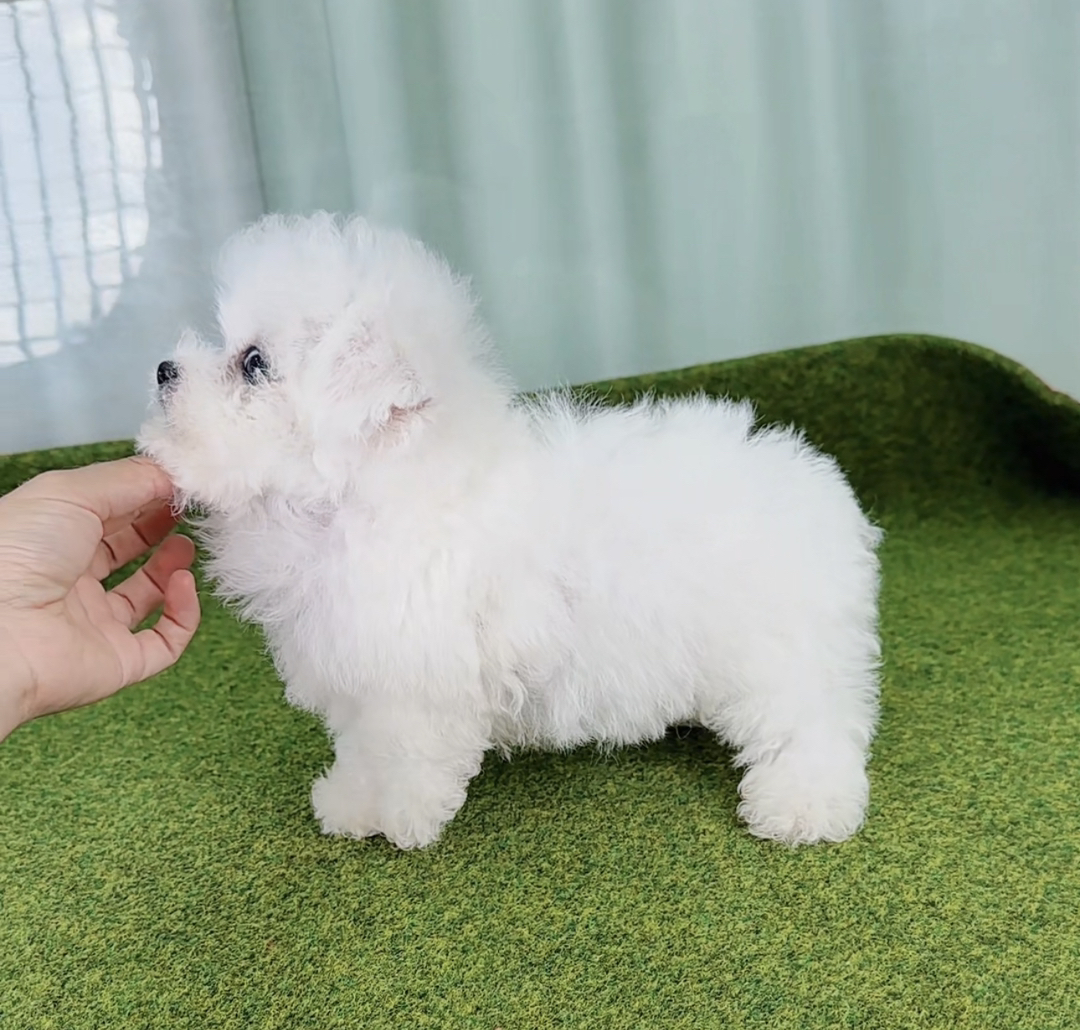 ❤️高端大眼睛双血统比熊犬❤️