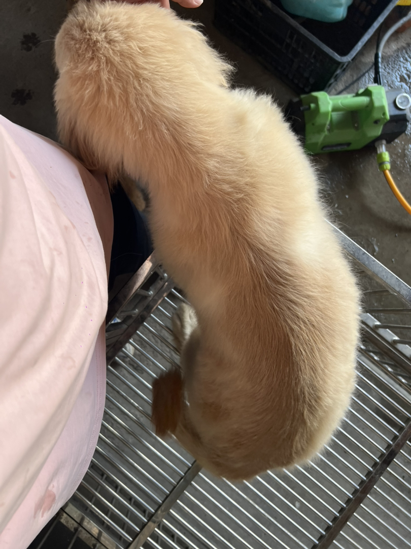 金毛幼犬吐舌卖萌，性格温顺乖巧，绝佳家庭陪伴宠物