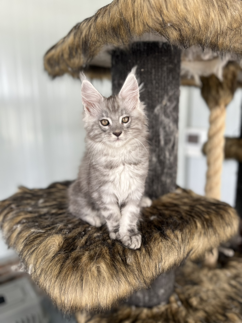 俄系缅因猫丨血统证书齐全丨大空间精致繁育丨品相顶级