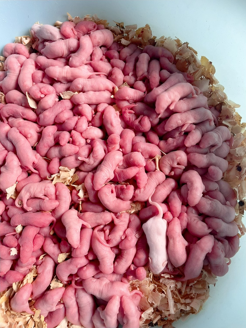 冷冻小白鼠乳鼠红皮粉皮爬宠饲料宠物蛇乌龟蜥蜴喂猫狗角蛙