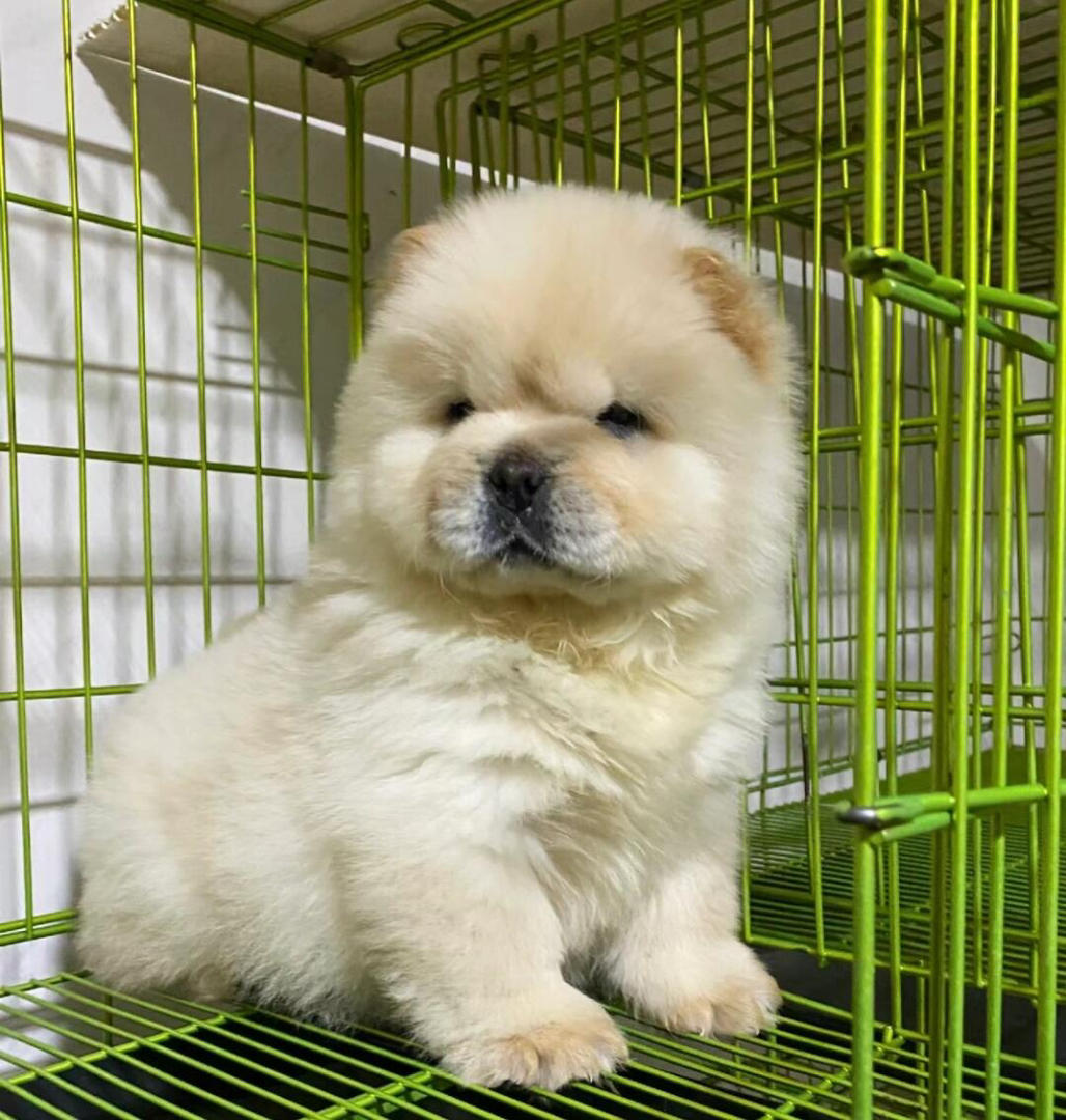 松狮幼犬，毛茸可爱，憨态可掬，忠诚温顺的理想伴侣