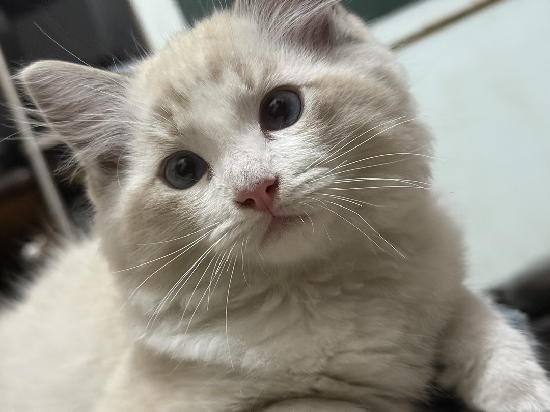 布偶猫