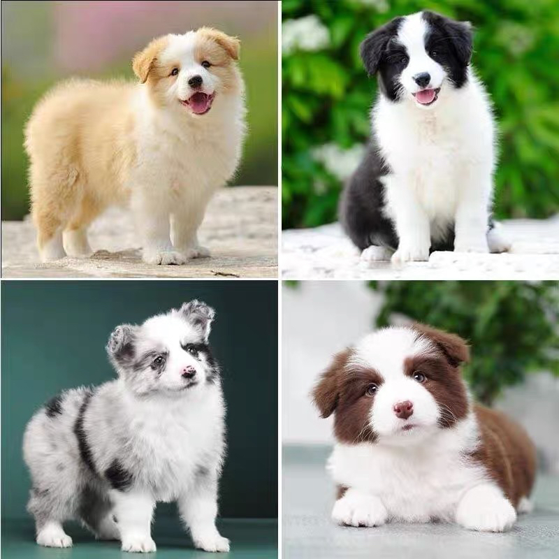 双蓝眼七白三通陨石色边牧❤️❤️❤️❤️❤️❤️❤️❤️❤️❤️❤️