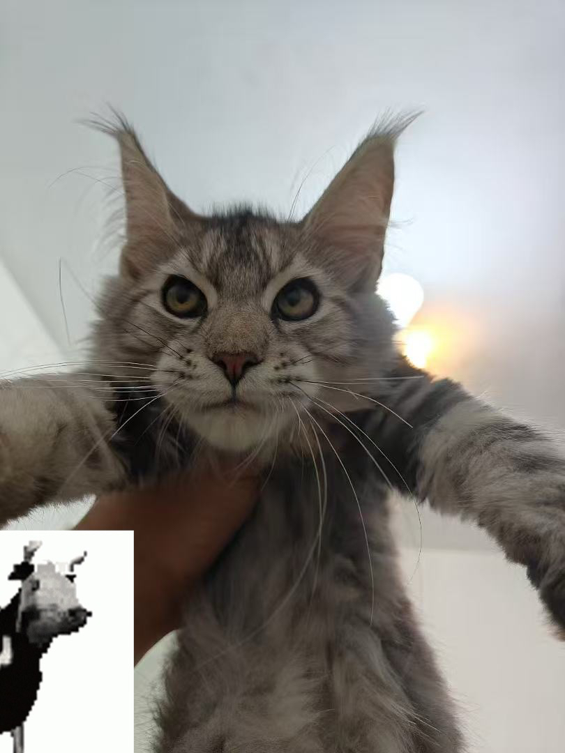 缅因猫幼崽,体型较大,毛发浓密,温柔可爱的大猫
