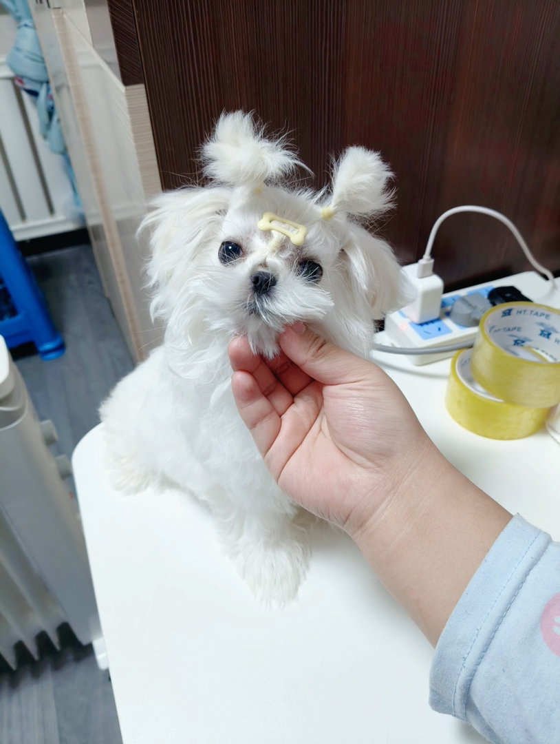 马尔济斯