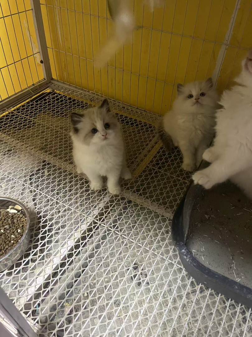 布偶猫