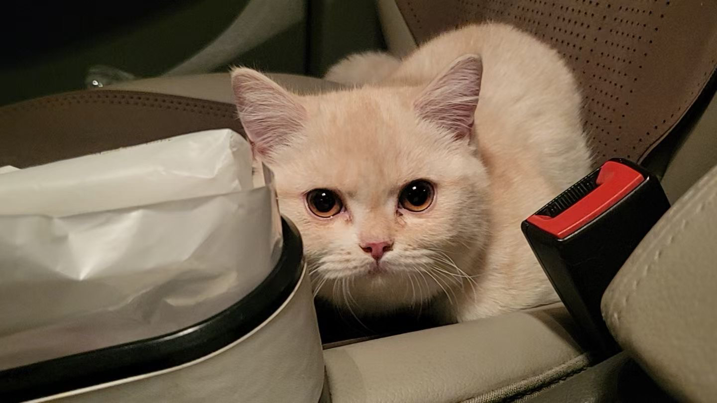 曼基康矮脚猫 妹妹，凯米尔色 胖脸 软糯 贴地飞行