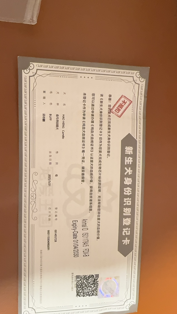 双血统沙滩色赛级金毛