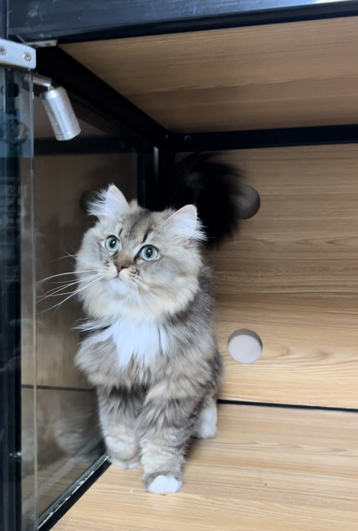 西伯利亚森林猫 是低敏猫，对猫毛过敏却又想养猫猫的家长有福啦！