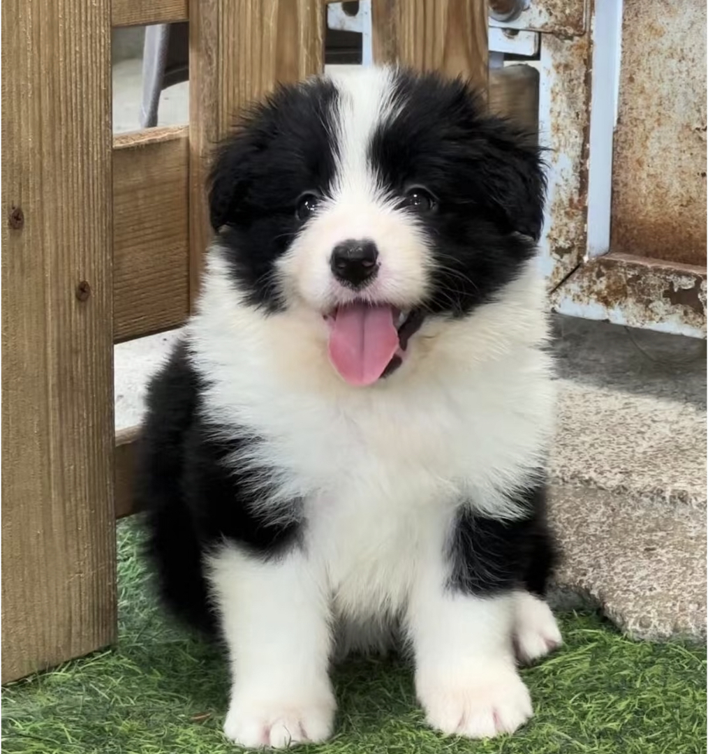 双血统边境牧羊犬❤️平台推荐