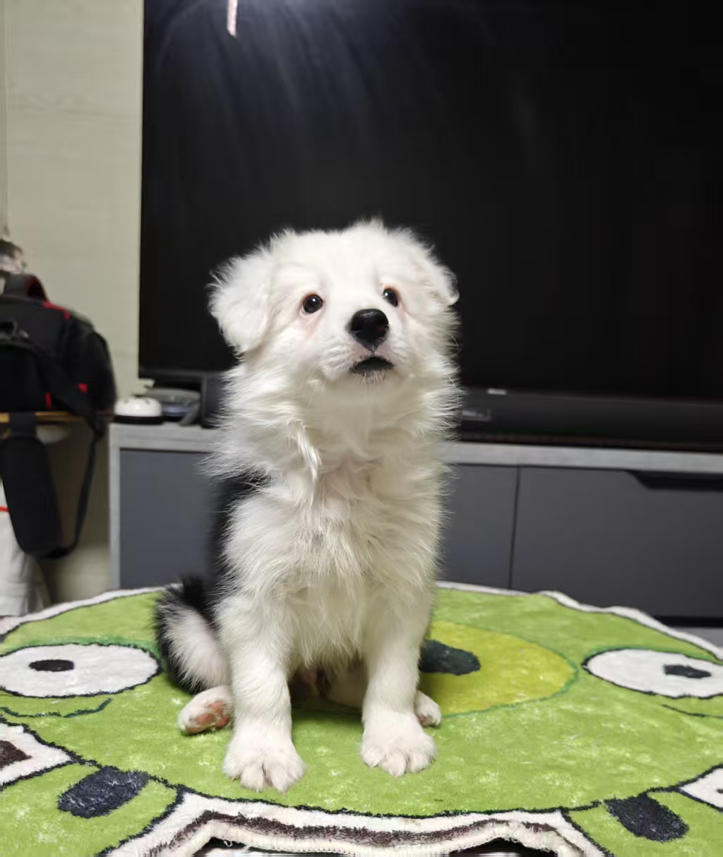 纯种边牧弟弟（请看下方详情介绍）不包运