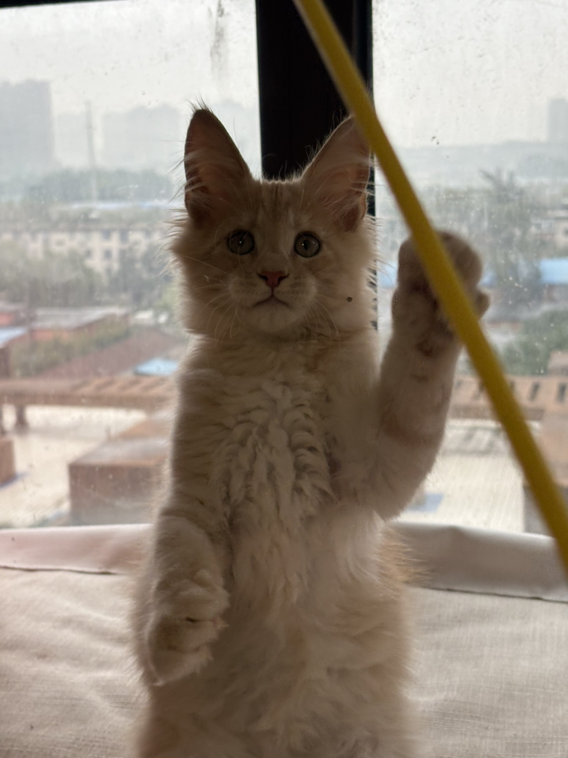缅因猫