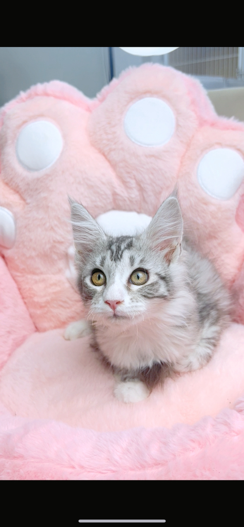 缅因银虎加白妹妹五粉(粉鼻子+粉脚垫)