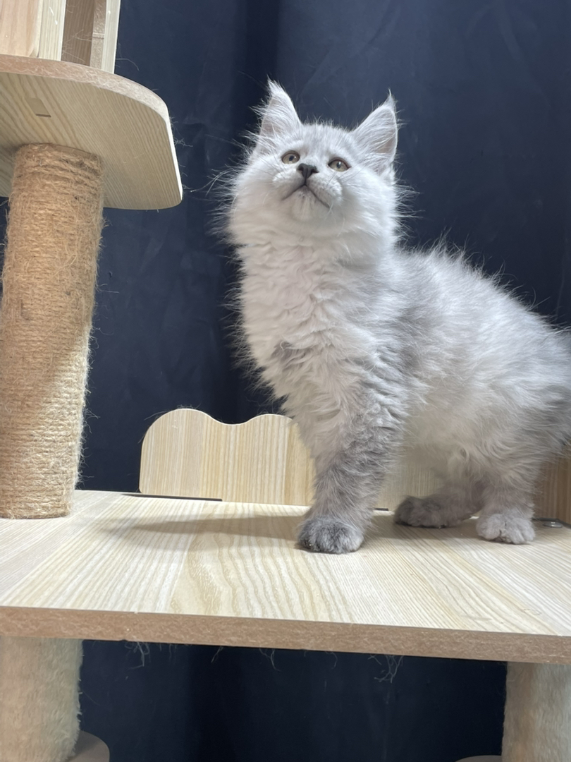 高银妹妹,颜色很浅。和阴影差不多