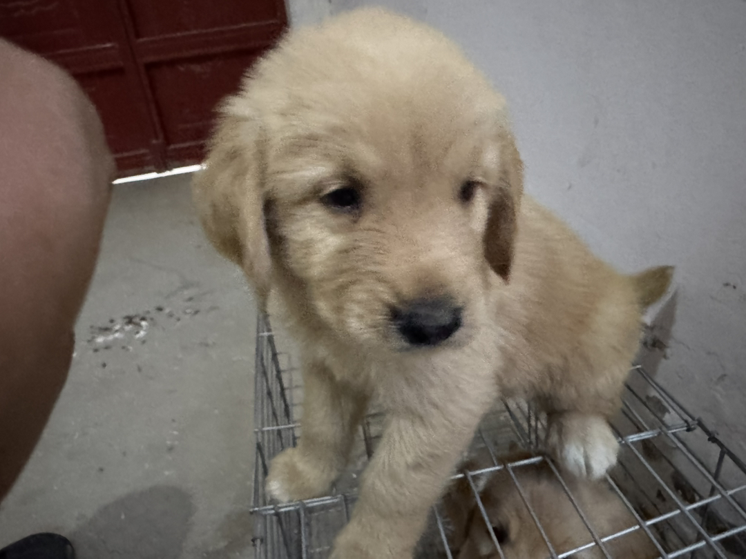 金毛幼犬，可爱活泼，性格温顺，适合家庭养殖