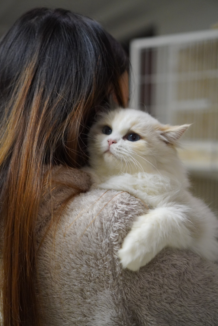 玳瑁布偶妹妹 软软糯糯的 毛量丰厚 已接种疫苗 随时可去新家