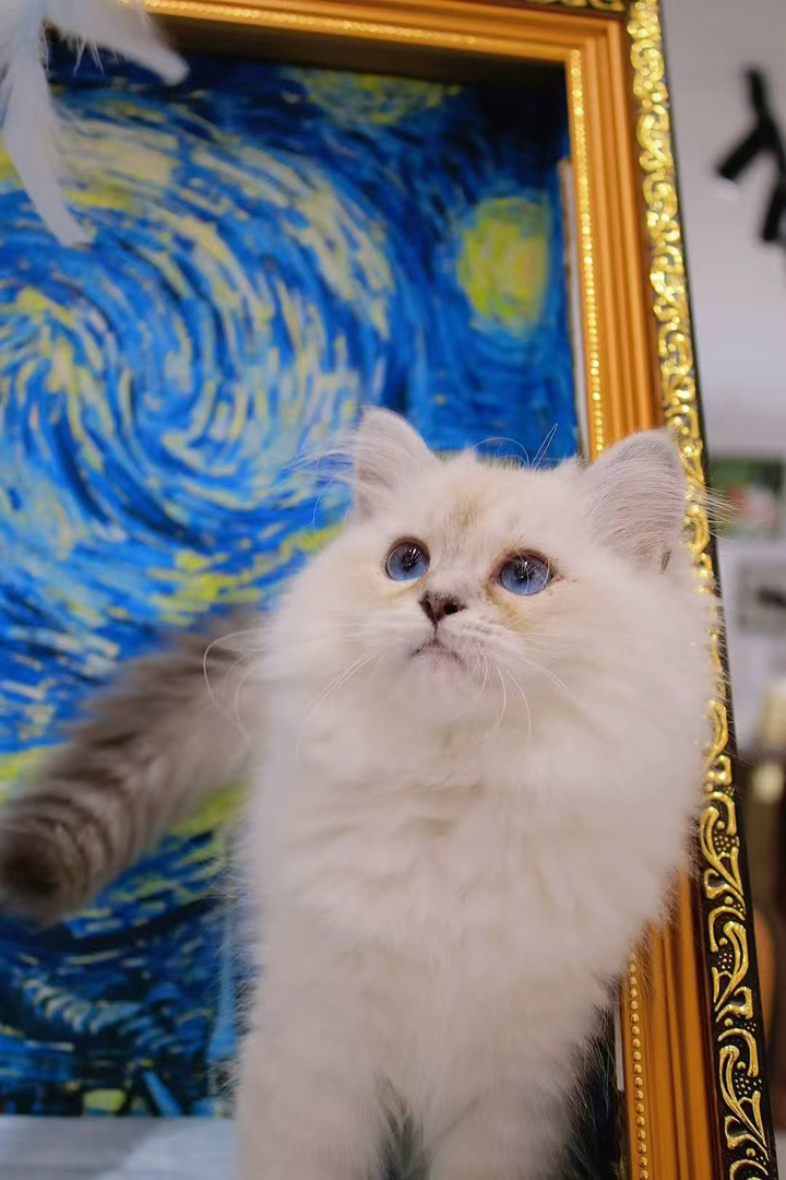 山猫布偶 布偶猫