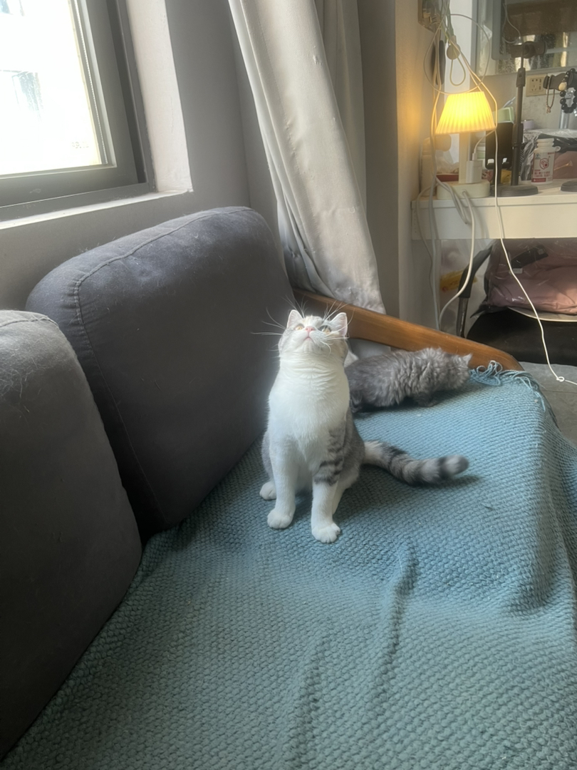 米努特猫 幼崽蹲新家 大爆毛甜美可爱