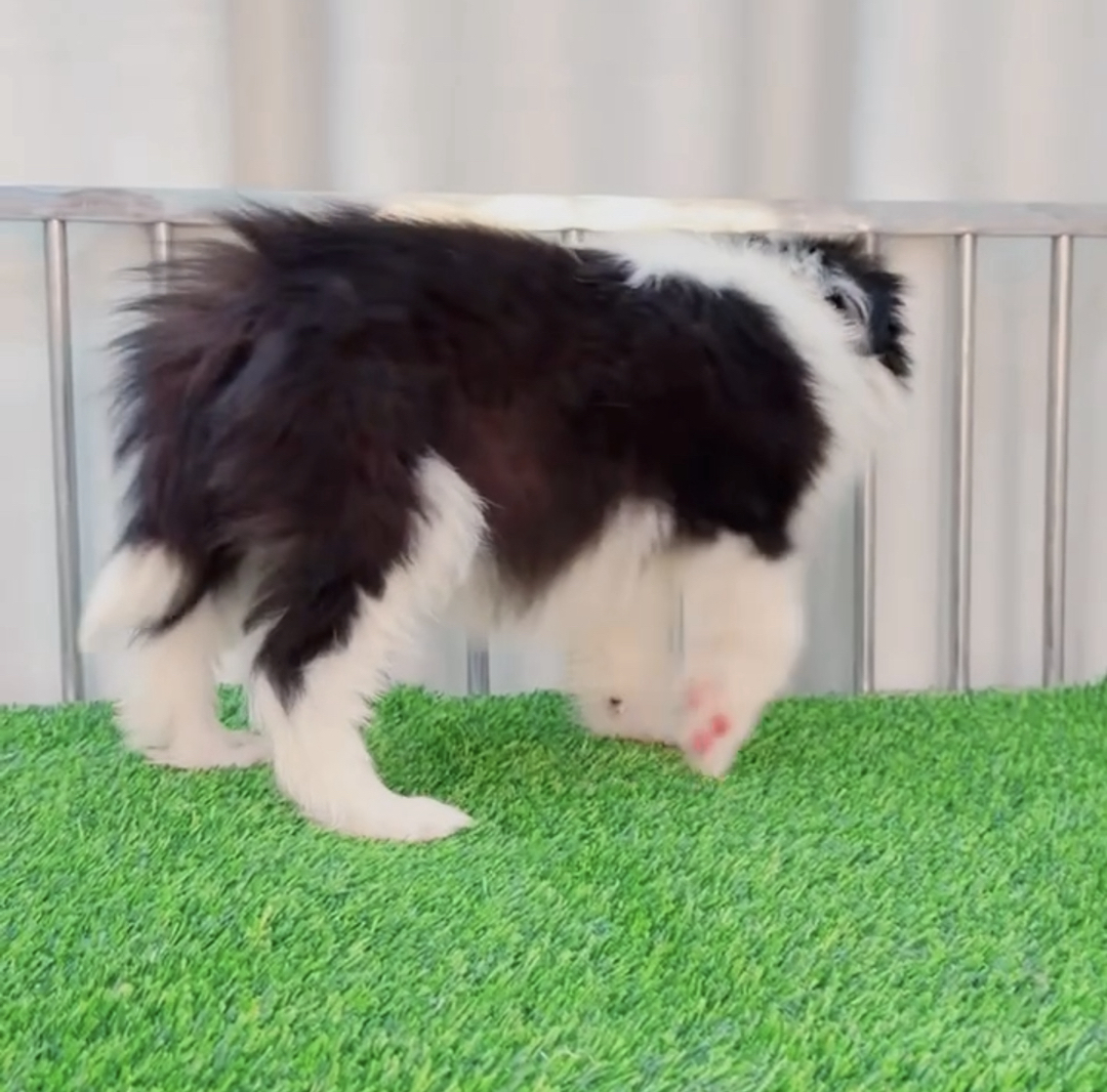 双血统⭐带证书➕芯片⭐边境牧羊犬