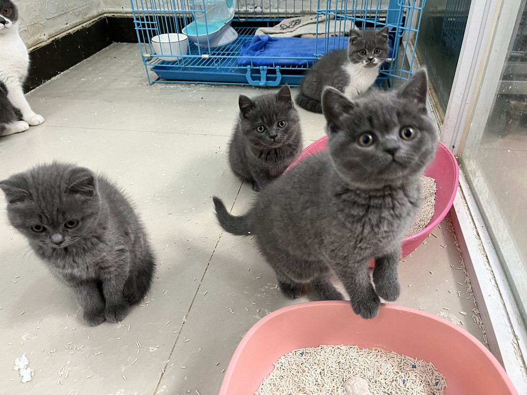 英短蓝猫，包超长售后