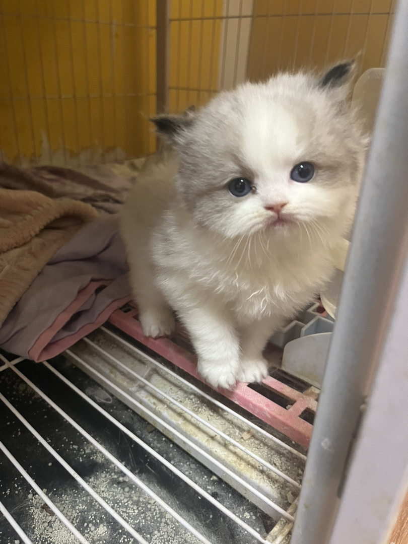 布偶猫