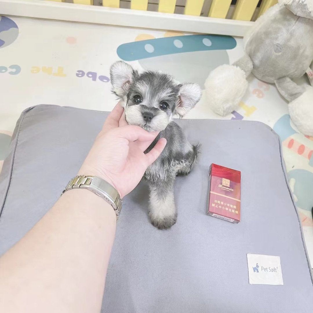 米其耳椒盐色雪纳瑞