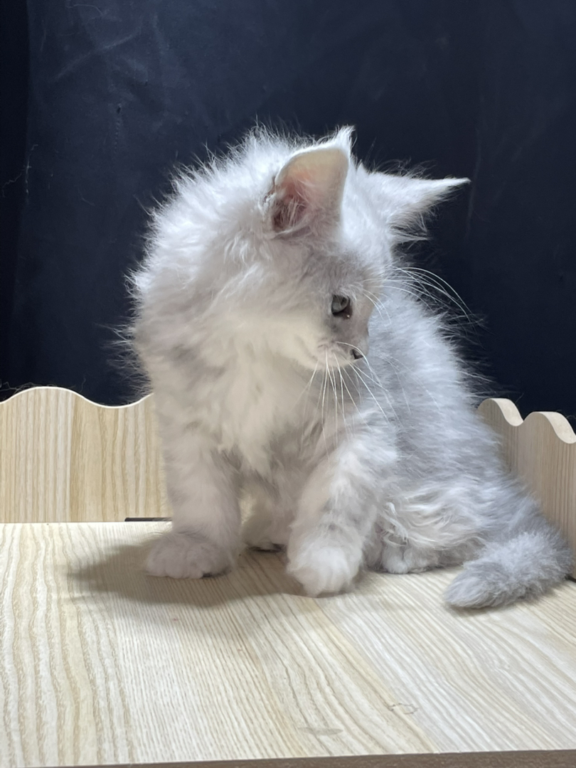 高银妹妹,颜色很浅。和阴影差不多