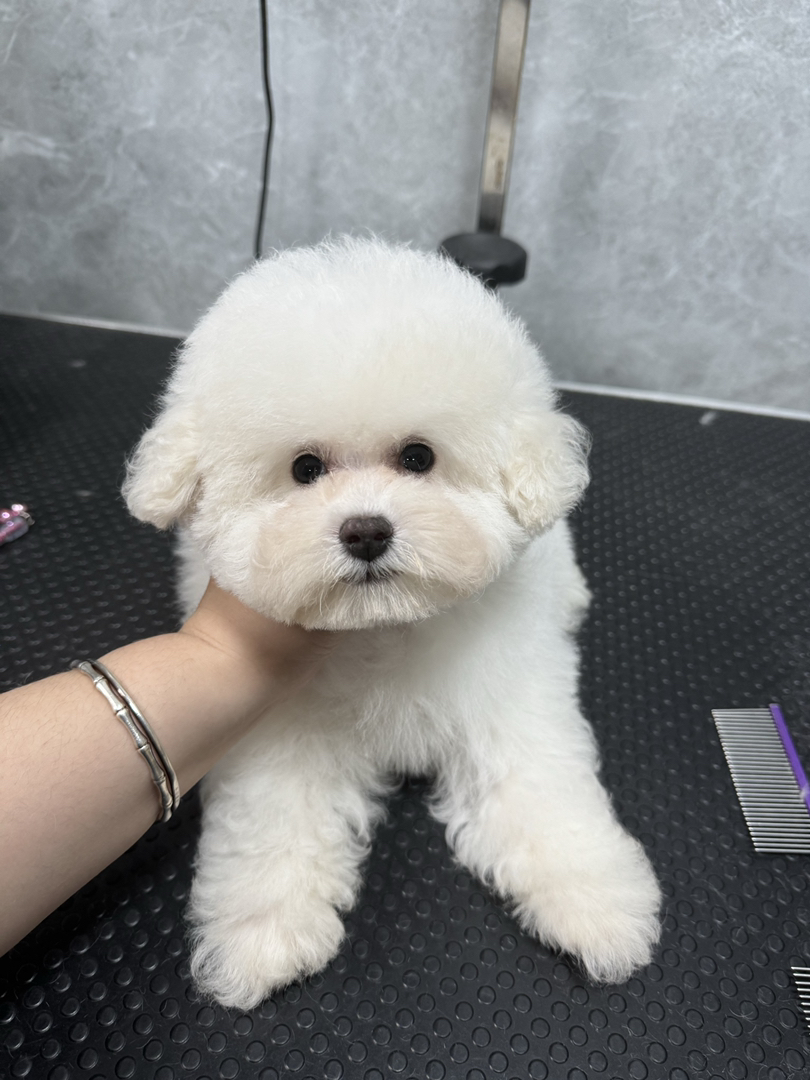 小体比熊弟弟