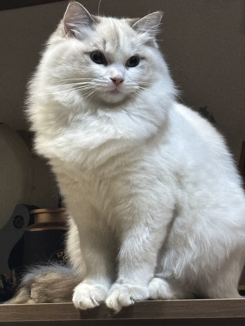 布偶山猫姐姐