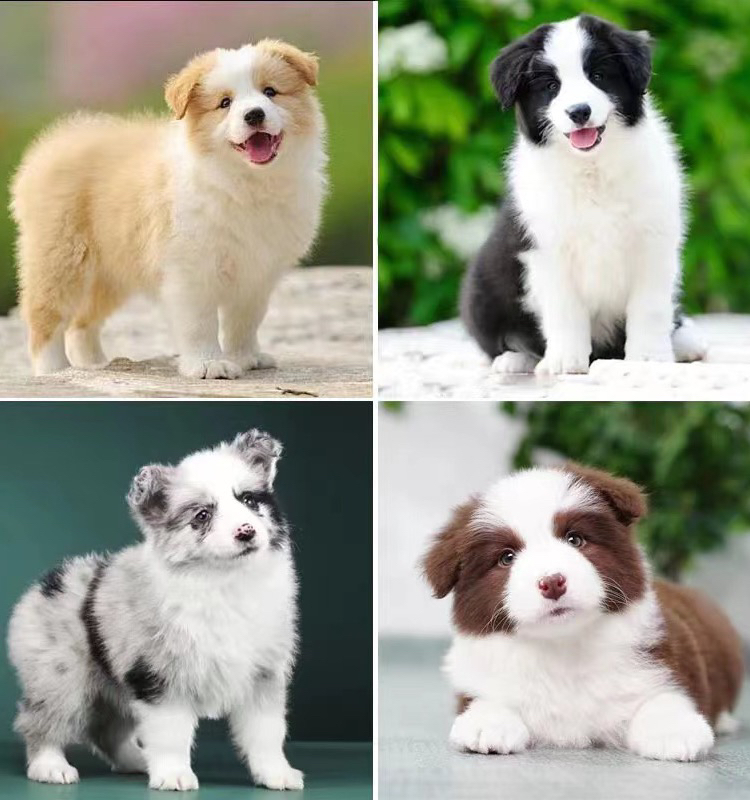 边境牧羊犬 陨石边牧 金边 咖啡色边牧