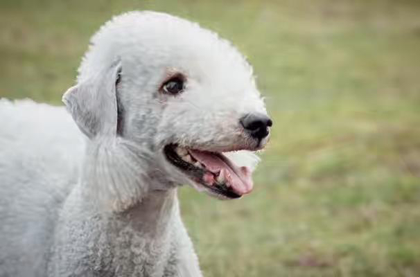 贝林顿梗(绵羊犬),卷毛可爱似小羊,温顺乖巧,家庭伴侣佳选