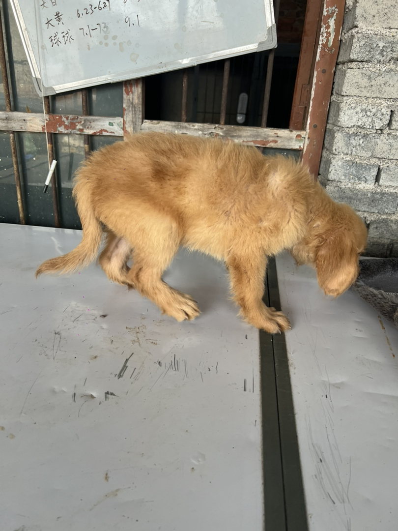 金毛幼犬，可爱呆萌，温顺乖巧，是理想的家庭陪伴犬