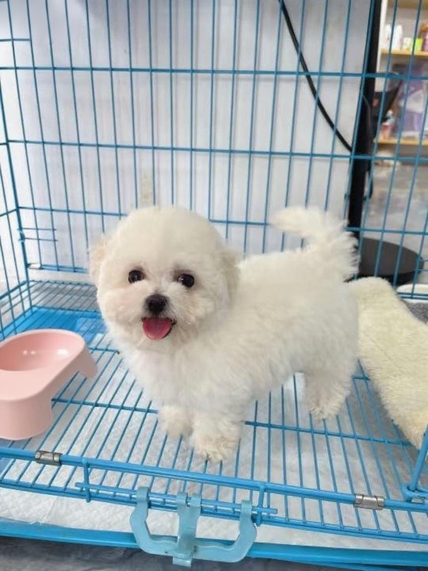 可爱比熊幼犬,纯白卷毛似棉花糖,萌态十足惹人爱