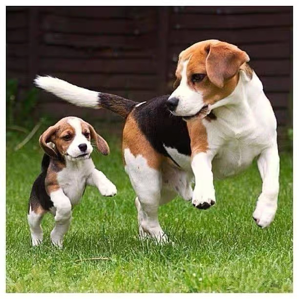 双血统比格犬❤平台推荐
