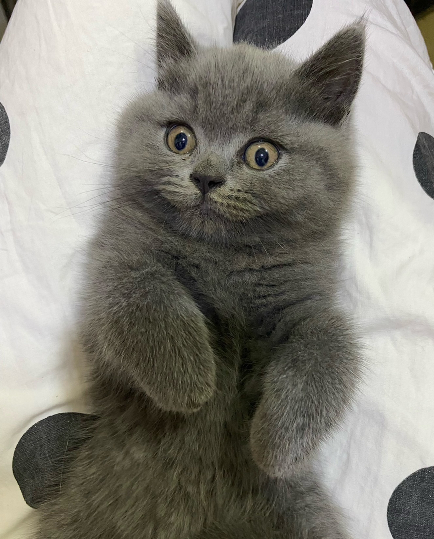 蓝猫包售后有猫瘟腹水健康问题可以退款