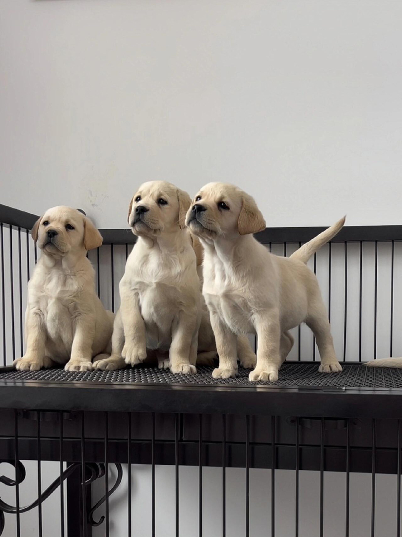 拉布拉多幼犬