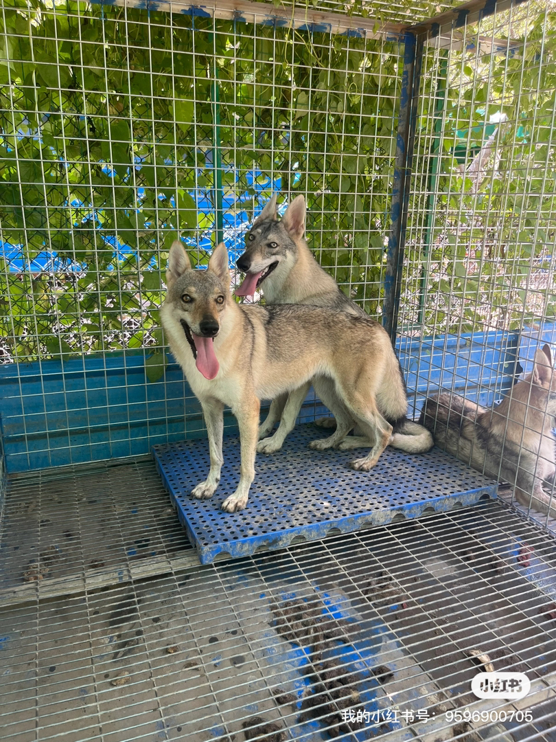 真正的赛级捷克狼犬
