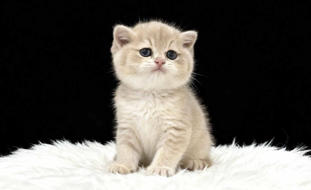 12色蓝金渐层弟弟