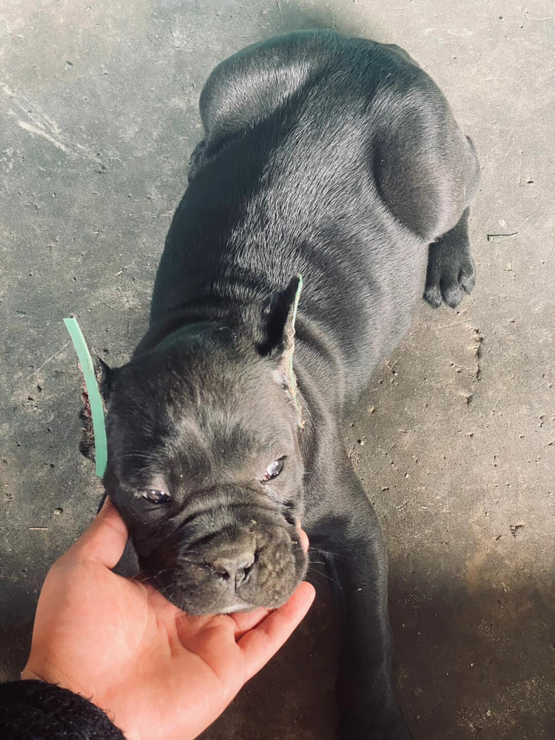 卡斯罗幼犬,威武霸气,忠诚护主,彰显独特魅力