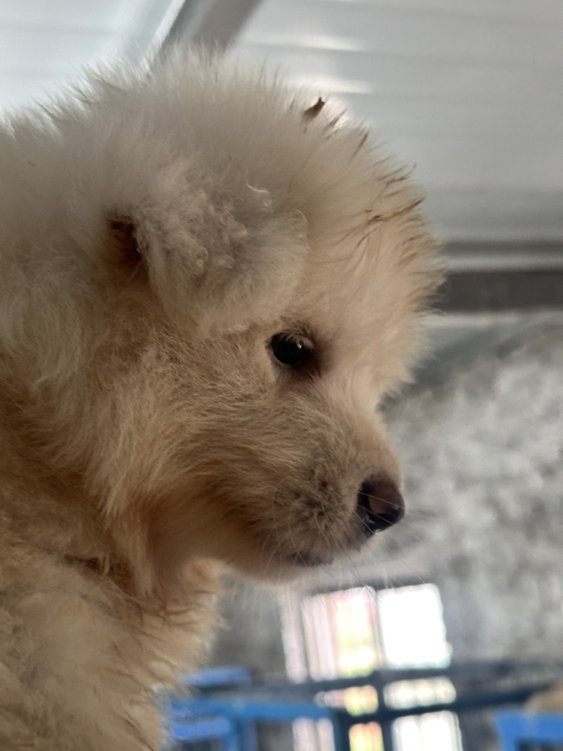 可爱萨摩耶幼犬，毛白如雪，温顺乖巧，萌宠最佳选择