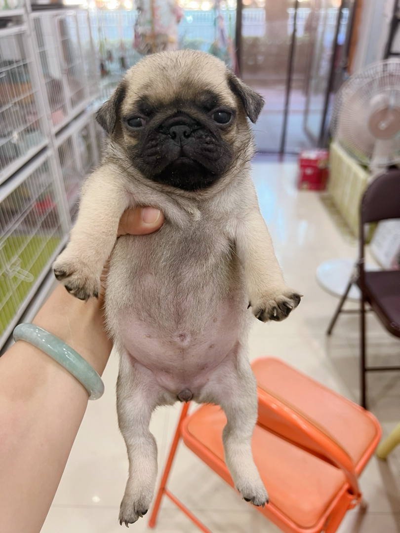 巴哥幼犬,呆萌可爱,面部褶皱独特,相伴生活好伙伴